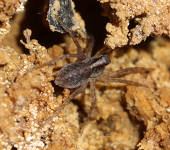 Lycosidae