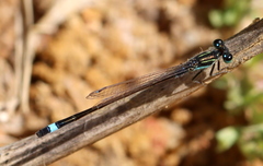 Ischnura senegalensis