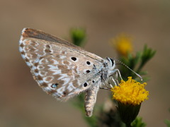 Lepidochrysops ketsi ketsi