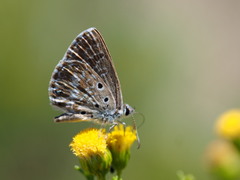 Lepidochrysops ketsi ketsi