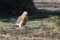 Buteo lineatus