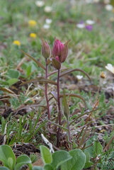 Castilleja rubra