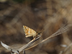 Spialia