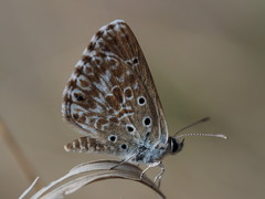 Lepidochrysops ketsi ketsi