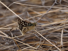 Spialia