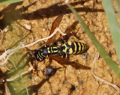 Polistes dominula