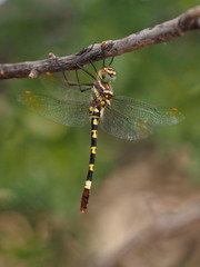 Phyllomacromia picta