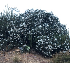 Cordia decandra