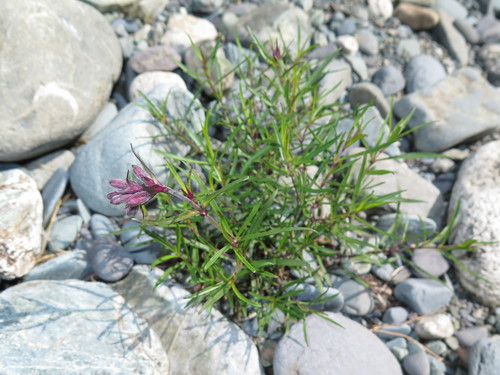 Creeping Catchfly
