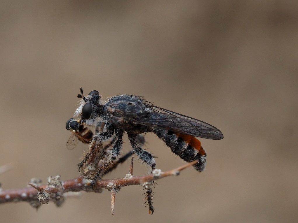 Stiphrolamyra diaxantha