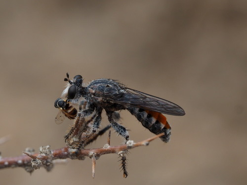 Stiphrolamyra diaxantha