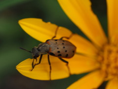 Hycleus transvaalicus