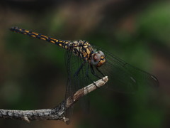 Trithemis donaldsoni