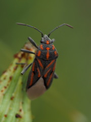 Spilostethus trilineatus
