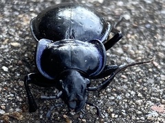Carabus finitimus