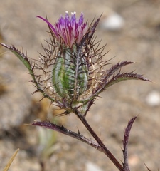Atractylis cancellata