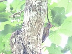 Campethera cailliautii permista