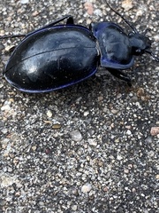 Carabus finitimus