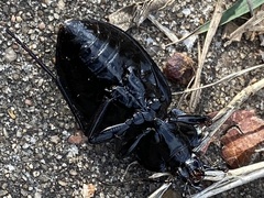 Carabus finitimus