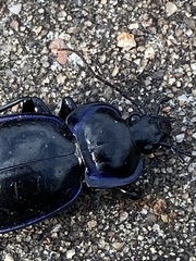Carabus finitimus