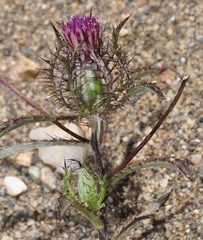 Atractylis cancellata