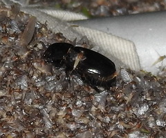 Dyscinetus morator
