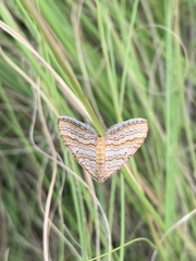 Mimoclystia pudicata