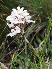 Disa cephalotes cephalotes