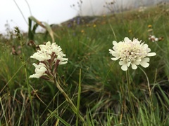 Disa cephalotes cephalotes