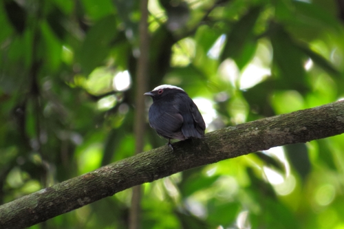 White-crowned Manakin