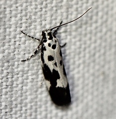 Ethmia quadrillella
