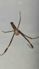 Trichonephila clavipes