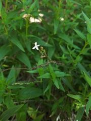 Carlowrightia parviflora