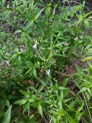 Carlowrightia parviflora