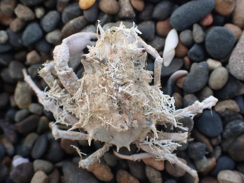 Leptomithrax tuberculatus observed 2021-01-17