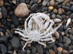 Leptomithrax mortenseni