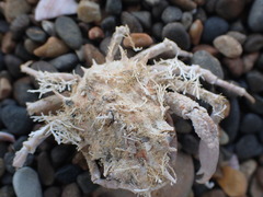 Leptomithrax mortenseni