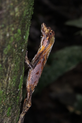 Common Forest Anole