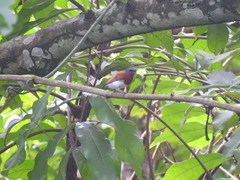 Platysteira castanea