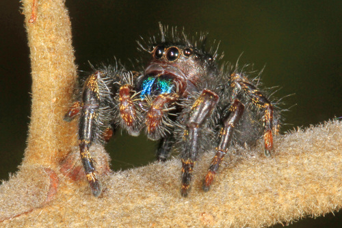Bold Jumping Spider photographed in Virginia