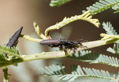 Rhinotia sparsa