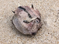 Capropygia unistriata