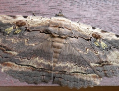 Anisoneura aluco