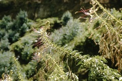 Cleome glandulosa