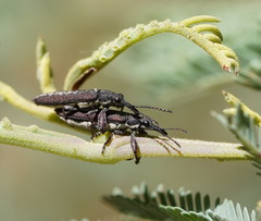 Rhinotia sparsa