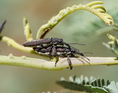 Rhinotia sparsa