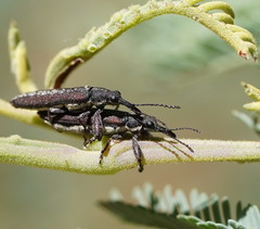Rhinotia sparsa