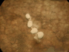 Diderma hemisphaericum