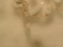 Diderma hemisphaericum