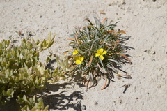 Erysimum flavum altaicum